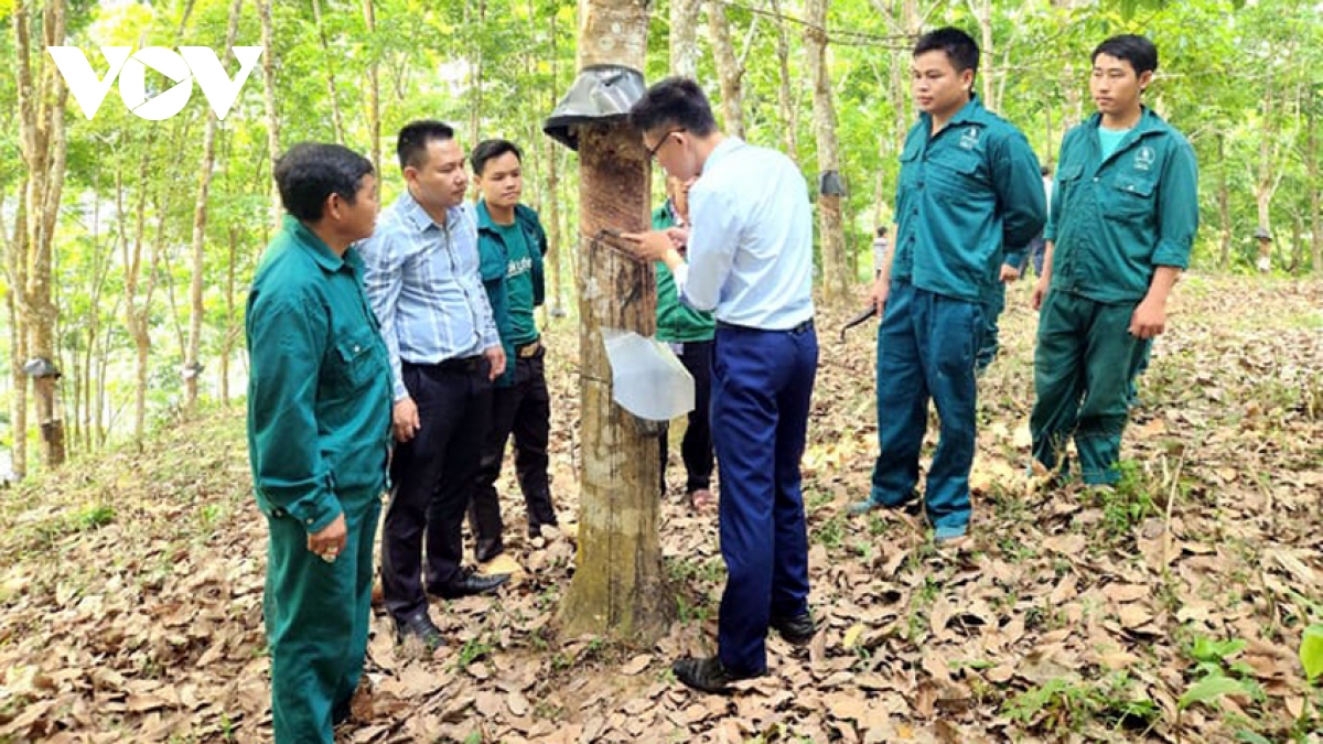 Giá bán khởi sắc, nhân đôi niềm vui cho người góp đất trồng cao su ở Lai Châu